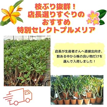 『#Tipanie』 #ティパニエ #プルメリア Tipanie』 #ティパニエ #プルメリア Tipanie』 #ティパニエ